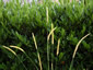 Pennisetum macrourum - small image 1