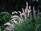 Pennisetum orientale - small image 1
