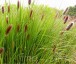 Pennisetum thunbergii 'Red Buttons' - small image 1