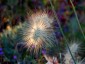 Pennisetum villosum - small image 1