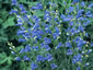 Penstemon heterophyllus 'Blue Springs' - small image 1