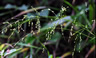Phaenosperma globosa - small image 1