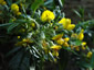 Piptanthus nepalensis - small image 1