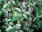 Plectranthus argentatus - small image 1