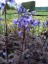 Polemonium 'Bressingham Purple' - small image 1