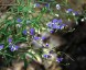 Polygala tenuifolia - small image 1