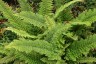 Polystichum setiferum 'Plumosum Densum' - small image 1