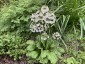 Primula japonica 'Postford White'' - small image 1