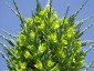 Puya chilensis - small image 1