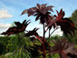 Ricinus communis 'New Zealand Black' - small image 1
