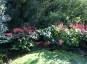 Rodgersia pinnata - small image 1