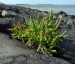 Salicornia europaea - small image 1