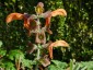 Salvia africana-lutea - small image 1