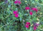 Salvia 'Bordeaux' - small image 1