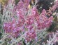 Salvia canariensis - small image 1