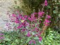 Salvia curviflora - small image 1