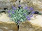 Salvia daghestanica - small image 1