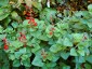 Salvia darcyii - small image 1