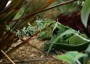 Salvia discolor - small image 1