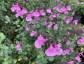 Salvia 'Flower Child' - small image 1