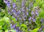 Salvia forskaehlii - small image 1