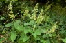 Salvia glutinosa - small image 1