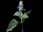 Salvia hispanica (Chia) - small image 1