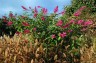 Salvia involucrata 'Hadspen' - small image 1
