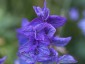 Salvia 'Marble Arch Blue' - small image 1