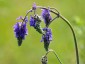 Salvia nutans - small image 1