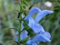 Salvia patens 'Cambridge Blue' - small image 1