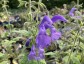 Salvia patens 'Chilcombe' - small image 1
