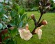 Salvia 'Peach Parfait' - small image 1