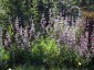 Salvia recognita - small image 1