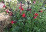 Salvia 'Royal Bumble' - small image 1