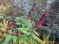 Salvia 'Sebastian' - small image 1