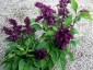 Salvia splendens 'Lighthouse Purple' - small image 1