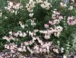 Salvia 'Stormy Pink' - small image 1