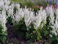 Salvia turkestanica 'Vatican White' - small image 1