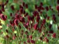 Sanguisorba officinalis - small image 1