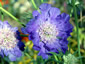 Scabiosa 'Deep Waters' - small image 1