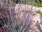 Schizachyrium scoparium 'Prairie Blues' - small image 1
