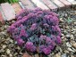 Sedum cauticola 'Coca-Cola' - small image 1