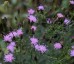 Serratula tinctoria - small image 1