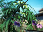 Solanum laciniatum - small image 1