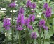 Stachys officinalis 'Hummelo' - small image 1
