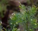 Tagetes filifolia 'Dropshot' - small image 1