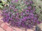 Teucrium ackermannii AGM - small image 1