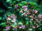 Thalictrum rochebrunianum AGM - small image 1