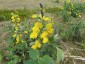 Thermopsis lupinoides - small image 1